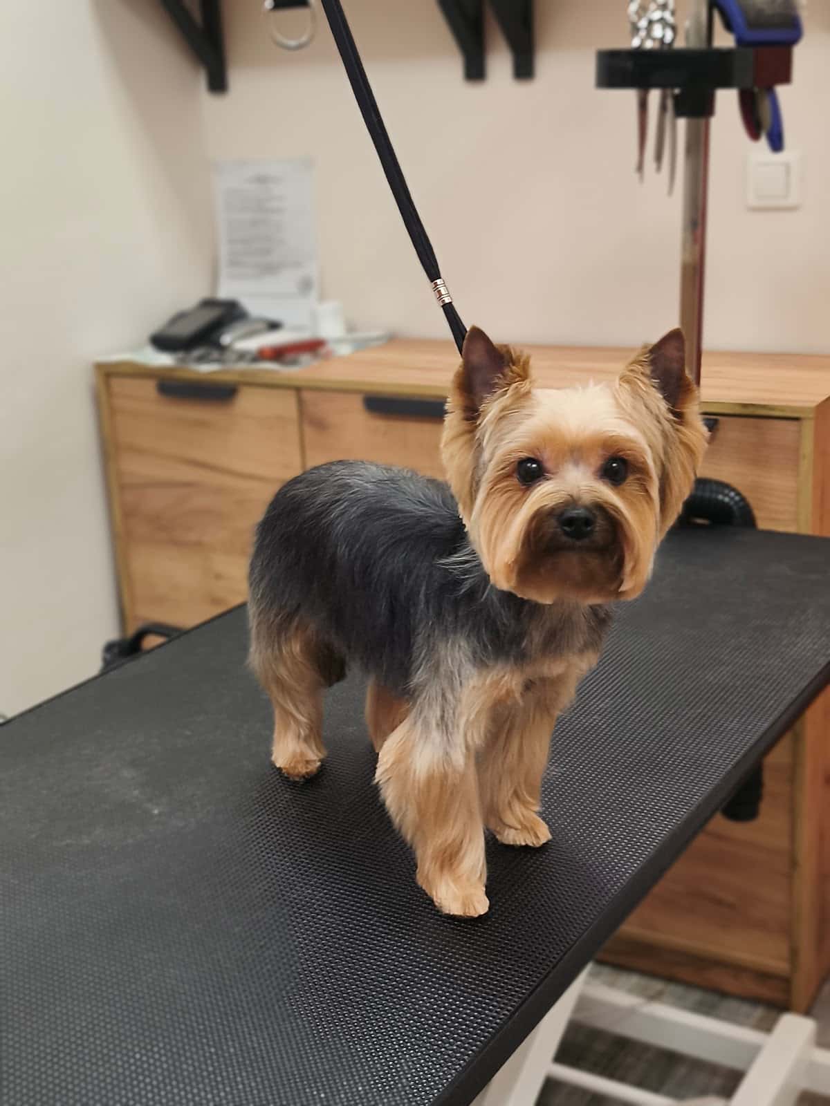 Findus Pet Grooming