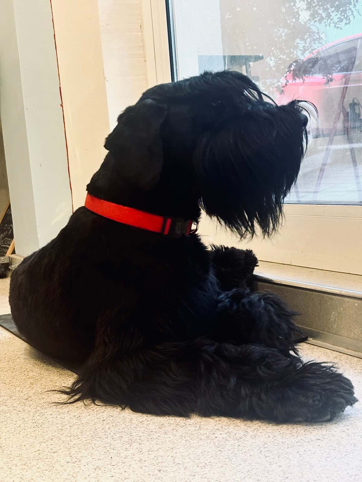 DOG-issimo Grooming