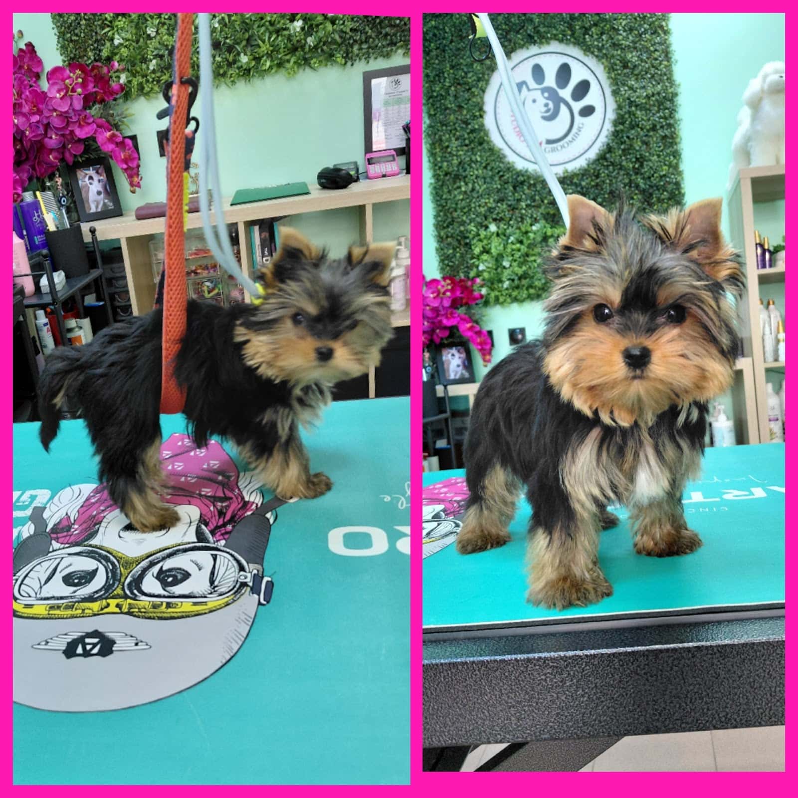 Grooming Studio M