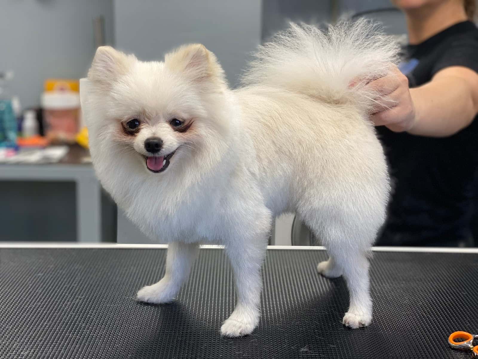 Petbarber