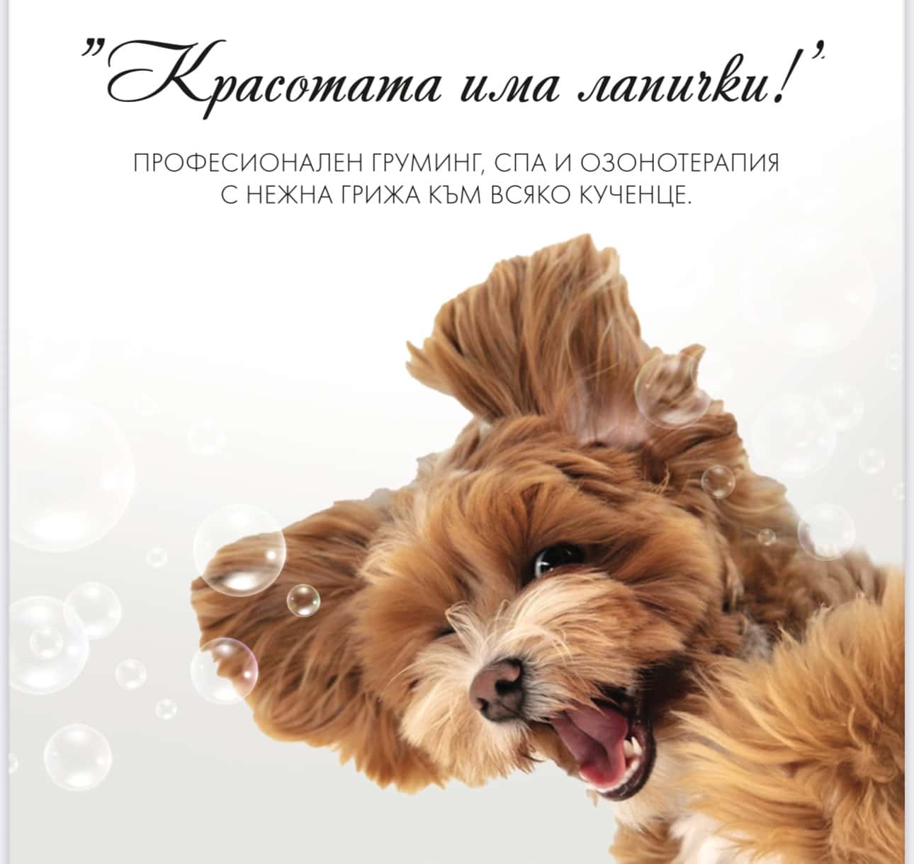 Grooming salon Dog Stories Grooming&Spa boutique