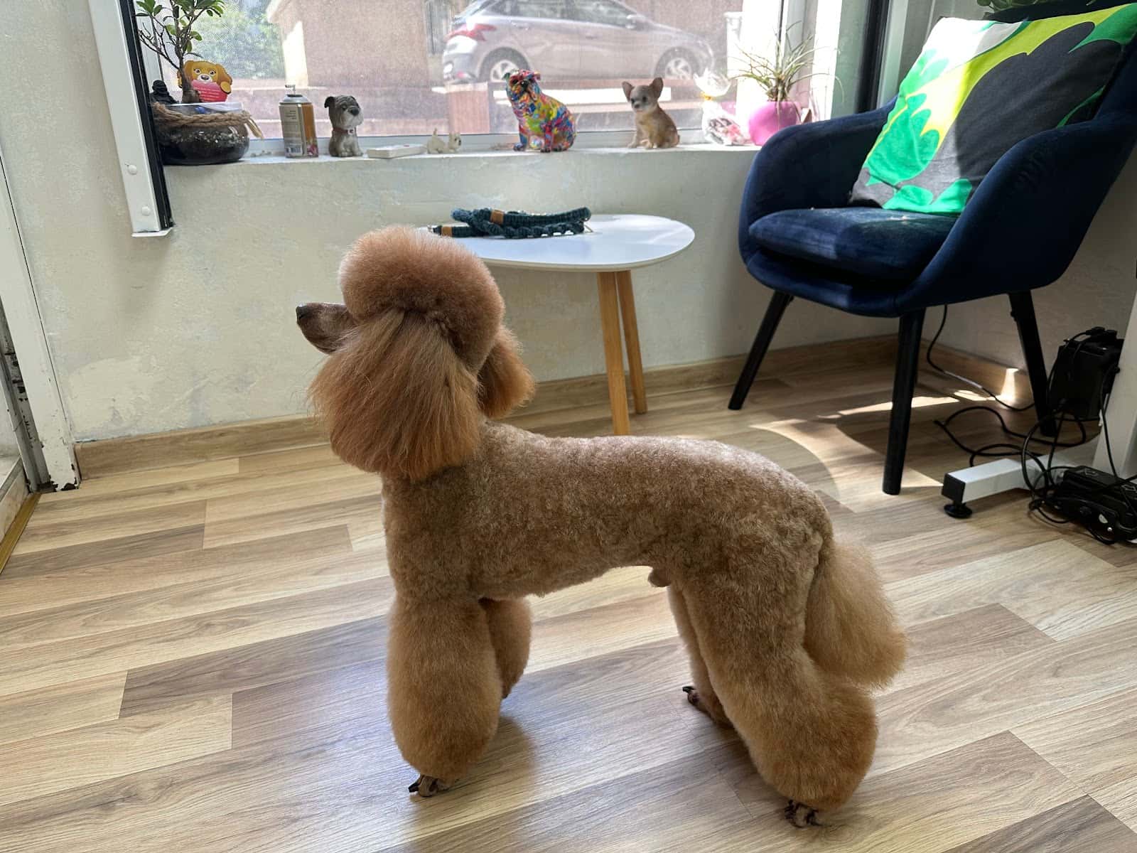 Jigullett Grooming Salon