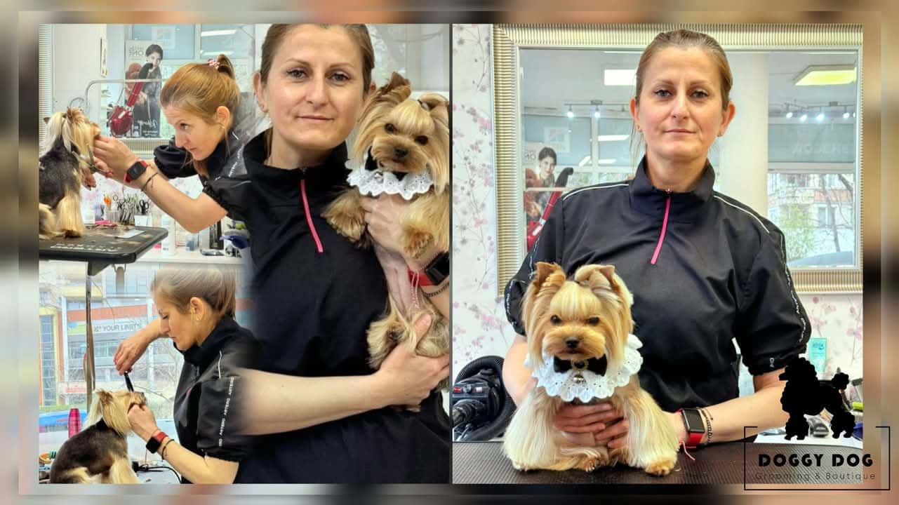 Grooming Studio & Boutique Doggy Dog / Груминг студио & Бутик Доги Дог