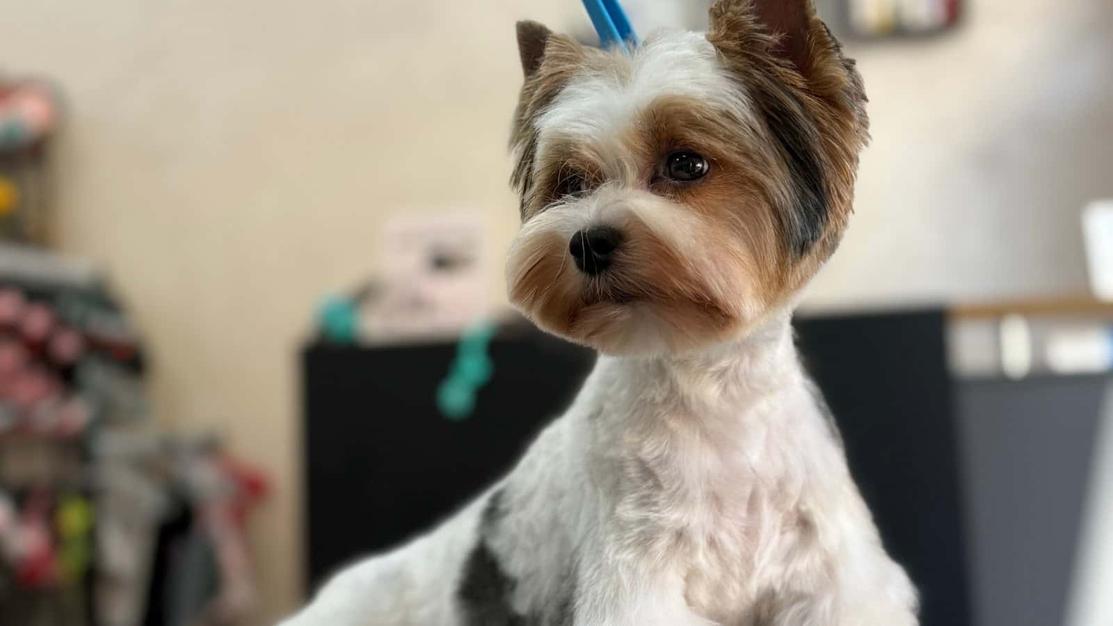 CANE Grooming & SPA