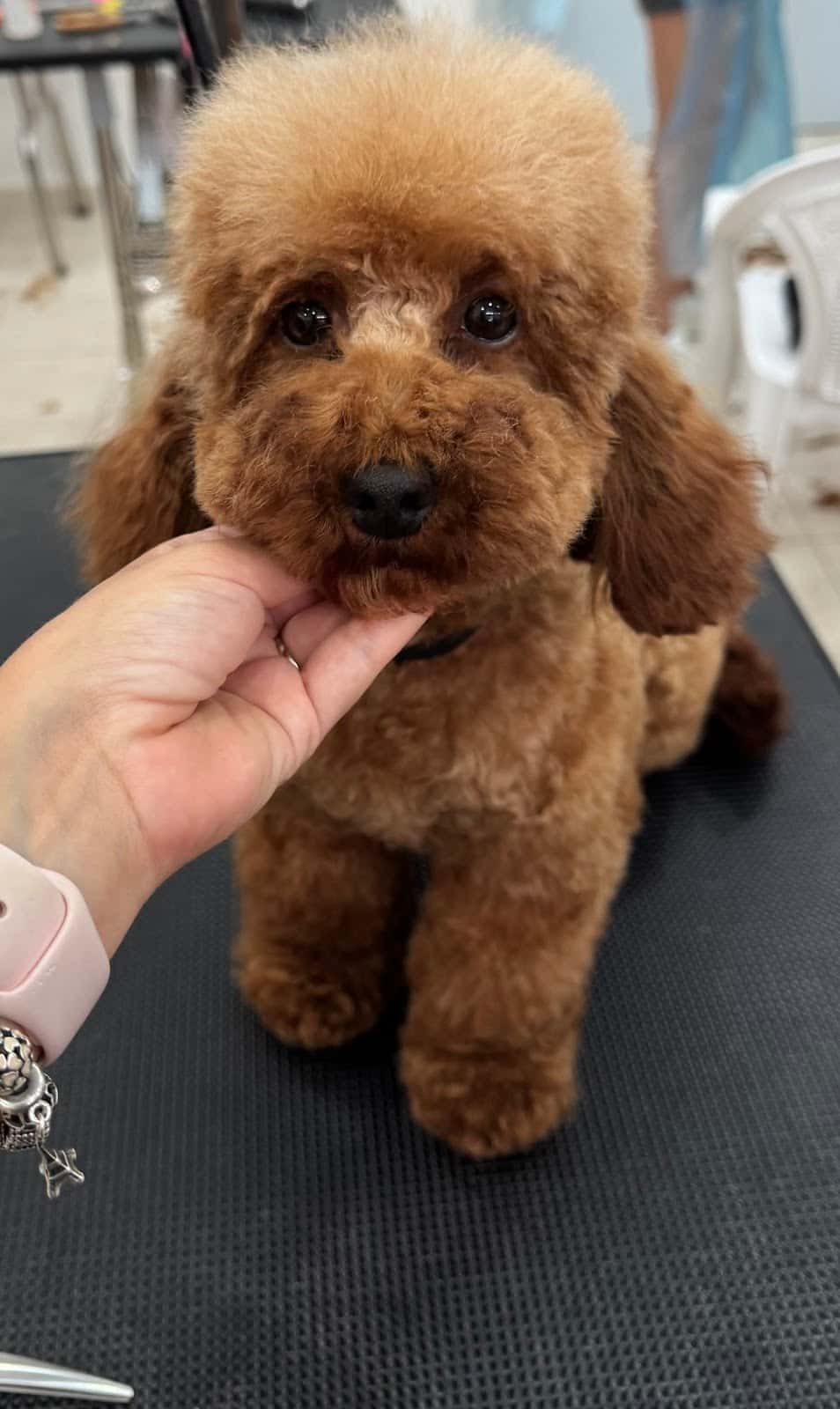 Bark & Spark Grooming Salon