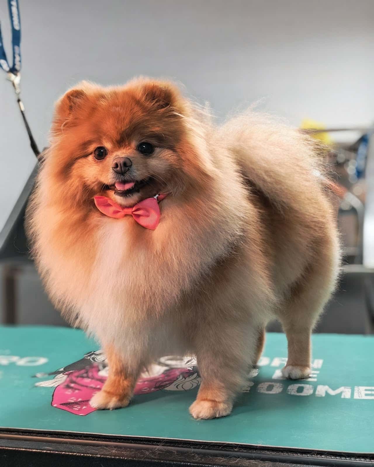 Grooming Pet Sense