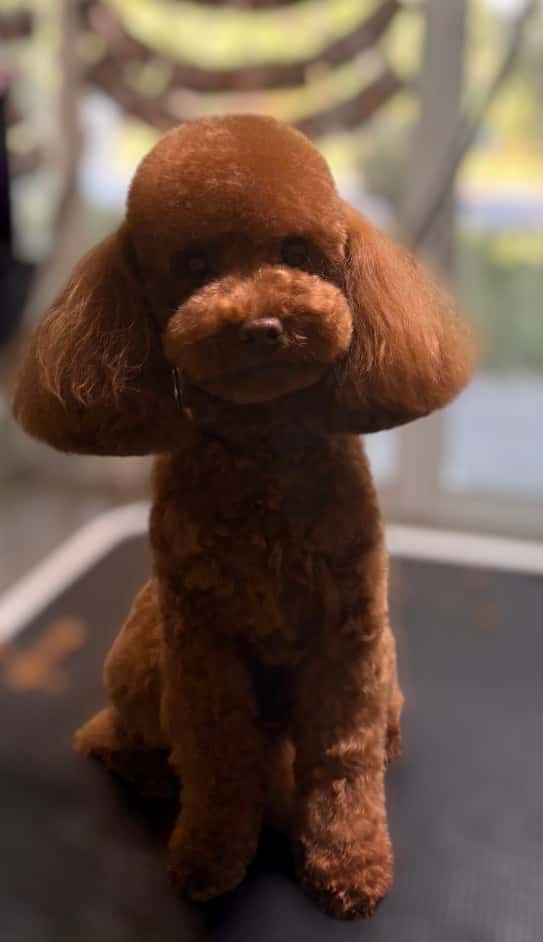 Dog Spa Grooming Studio