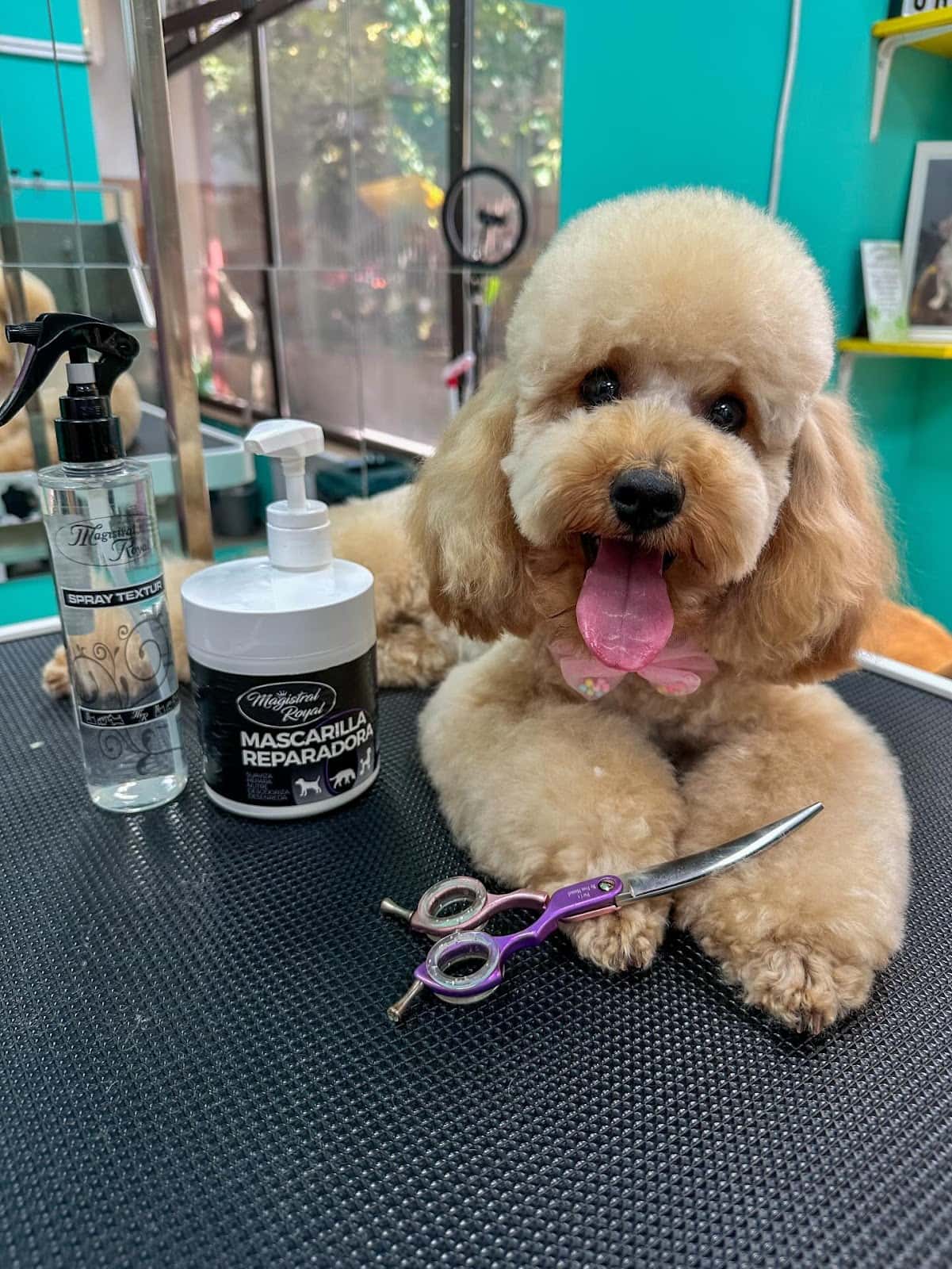 The Lucky Grooming | Фризьорски салон за кучета София | Цялостен груминг | Подстригване на кучета | Къпане | Рязане на нокти