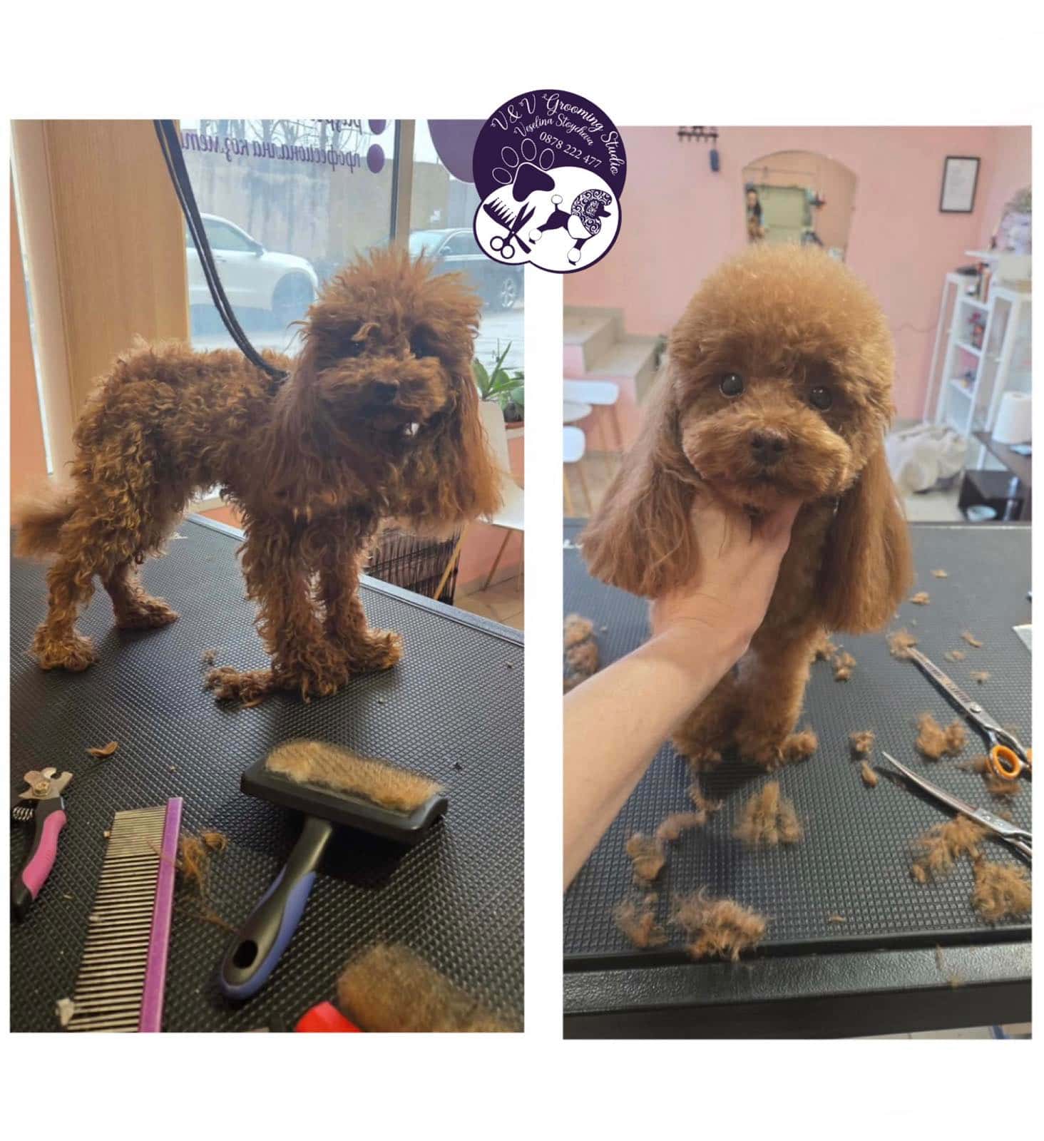 V&V Grooming Studio Veselina Stoycheva | Груминг за Пудел, Йорки, Померан Пловдив, Каменица