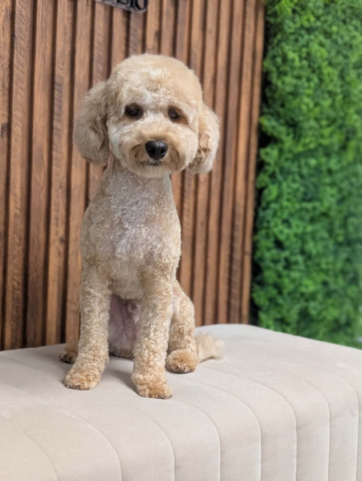 Star Paws Grooming Studio