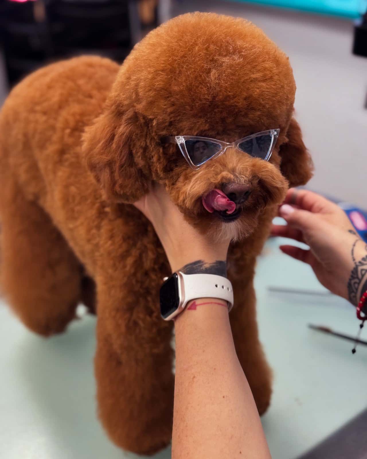 Pet grooming Caprice | Цялостен Груминг | Груминг курсове | Почистване на зъбен камък | Спа терапии за кожа и козина