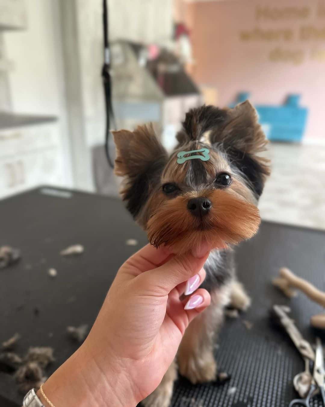 Груминг салон "Fancy Pet"