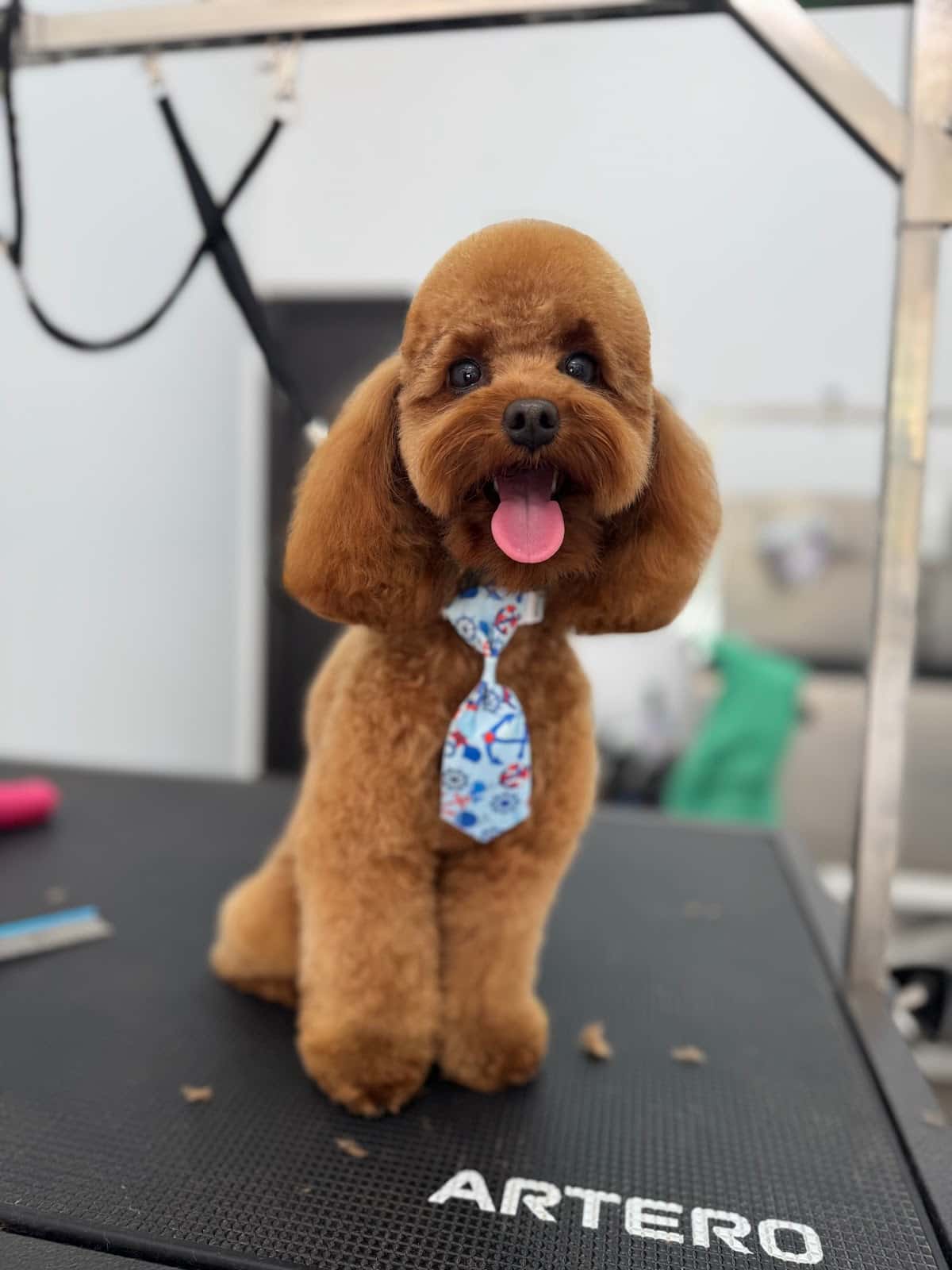 Grooming studio "Golden Paw"
