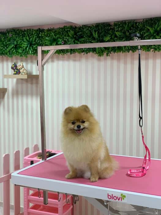 Glam Pets Grooming
