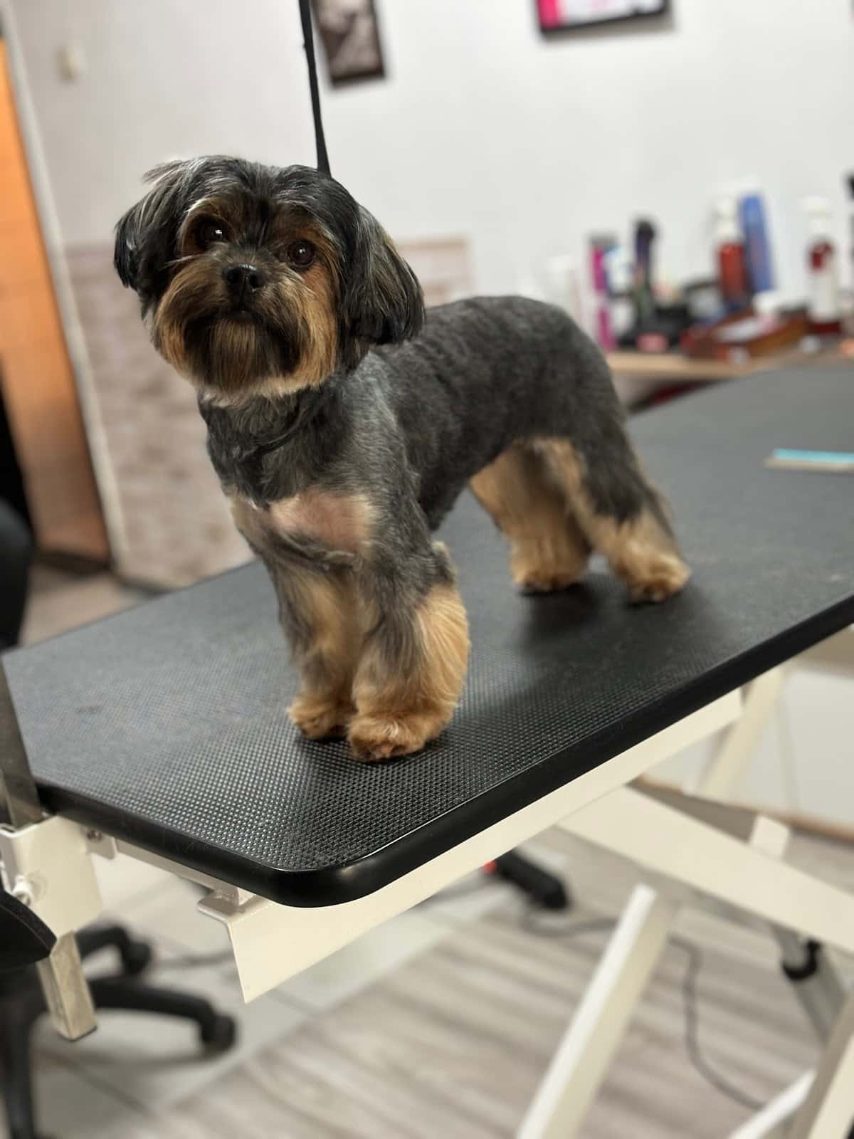 Pet Grooming Studio 55