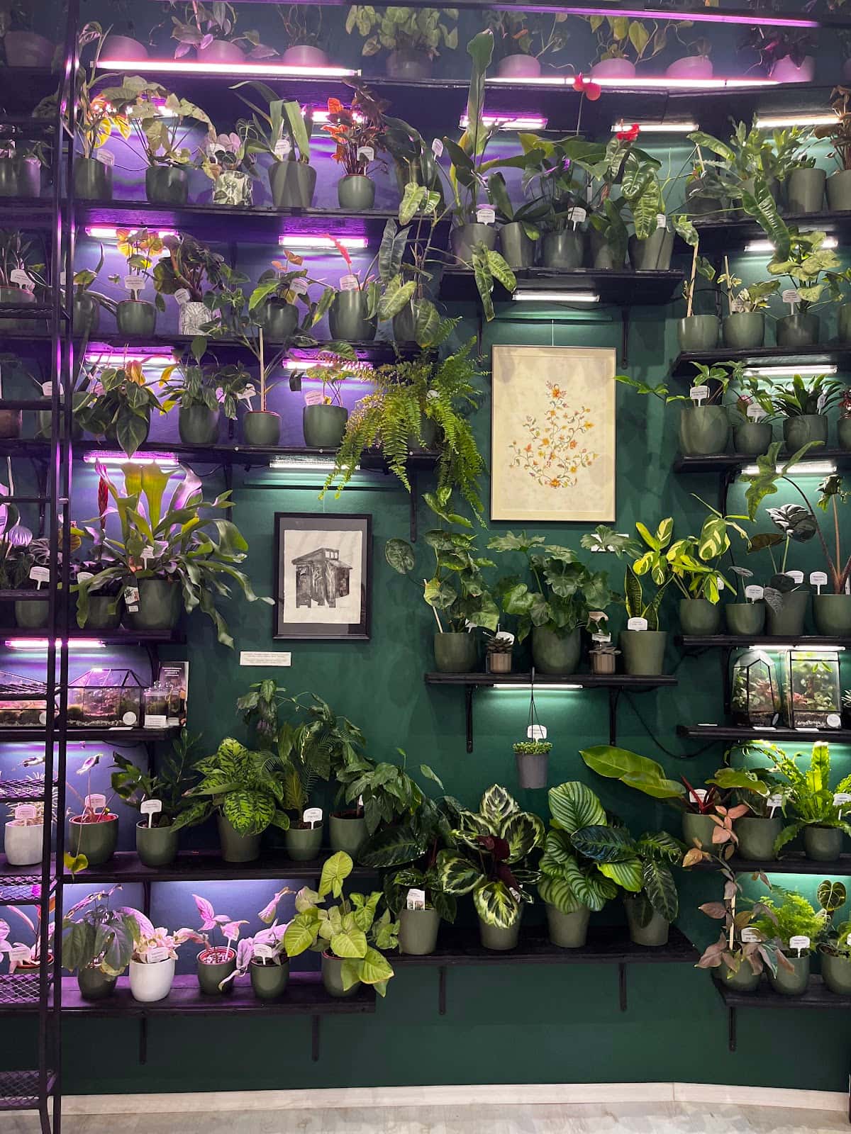 Sofia Green Gallery