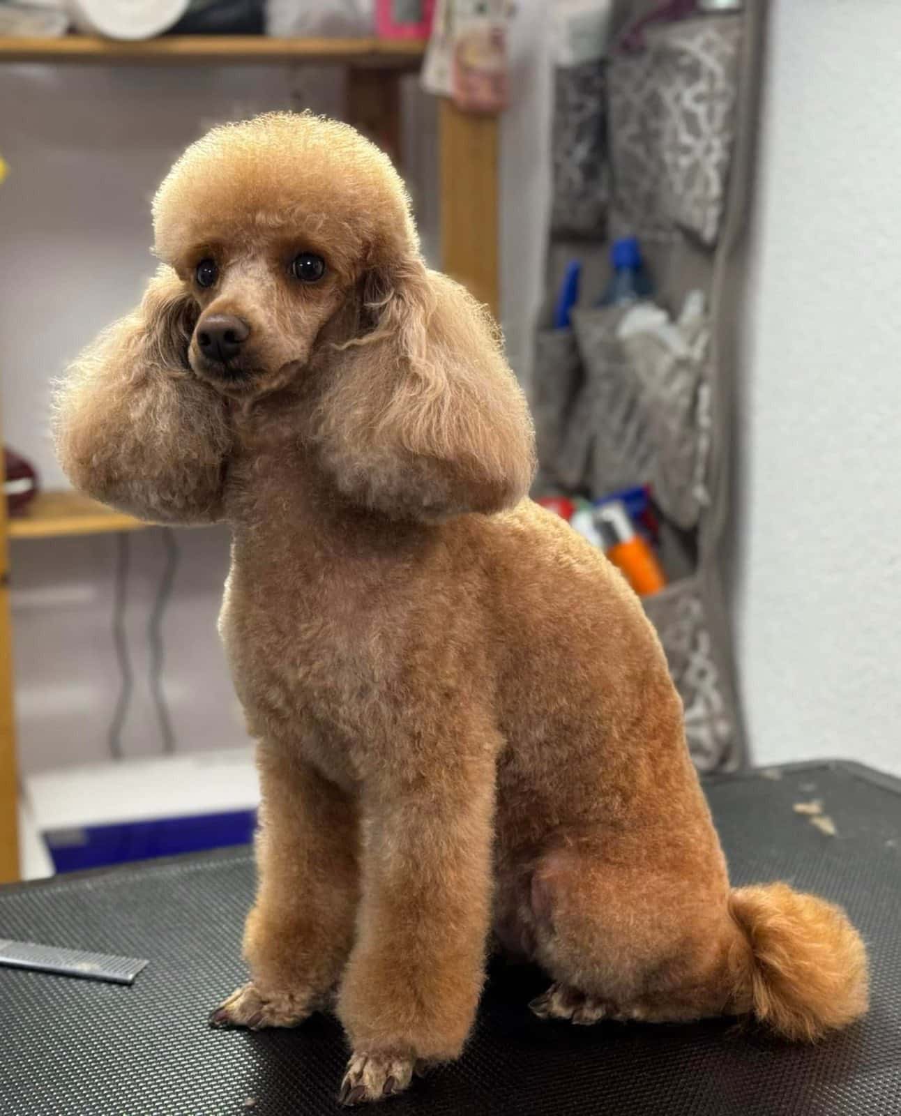 Dog Sense Grooming І Фризьорски салон за кучета І София