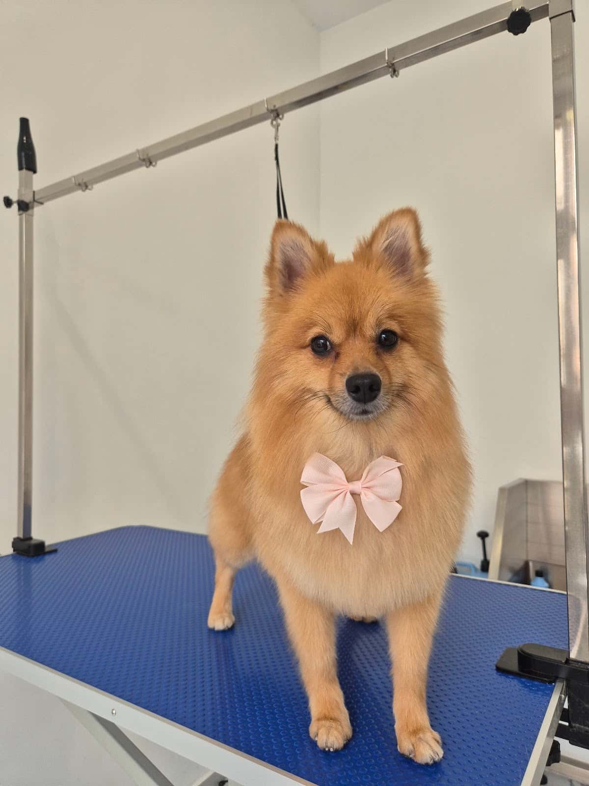 Sweet grooming salon
