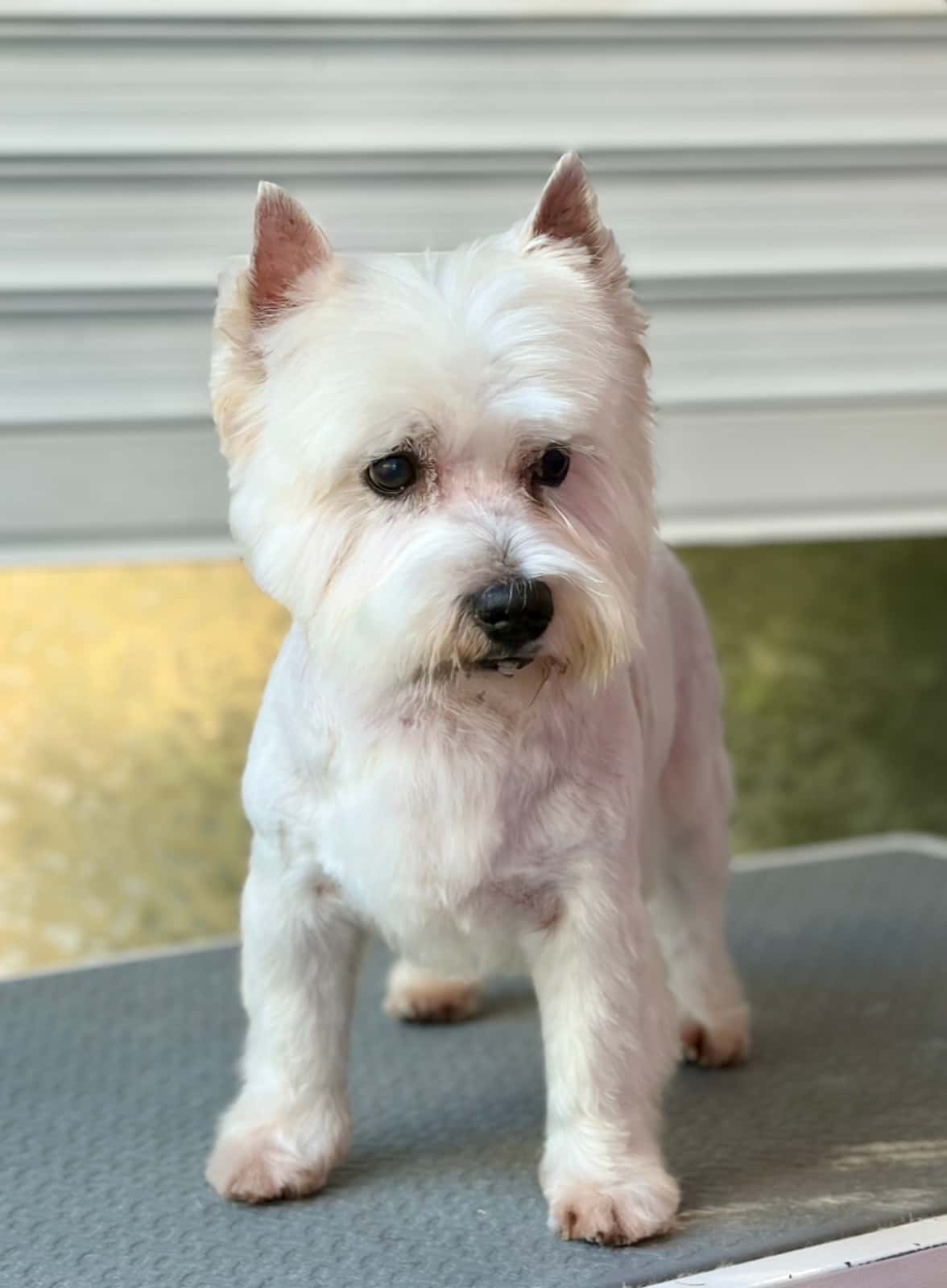 VIP Pet Grooming Burgas